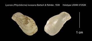 To NMNH Extant Collection (Lyonsia (Phlyctiderma) lucasana Holotype USNM 472526)