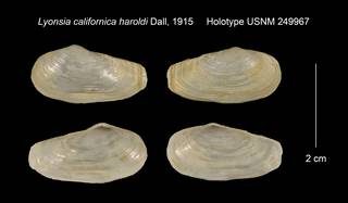 To NMNH Extant Collection (Lyonsia californica haroldi Holotype USNM 249967)