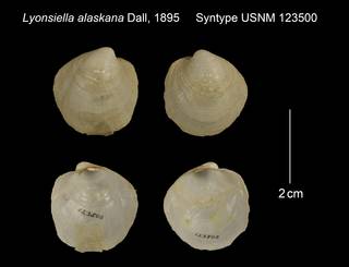 To NMNH Extant Collection (Lyonsiella alaskana Syntype USNM 123500)