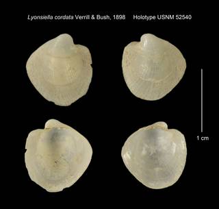 To NMNH Extant Collection (Lyonsiella cordata Holotype USNM 52540)