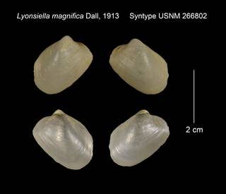 To NMNH Extant Collection (Lyonsiella magnifica Syntype USNM 266802)