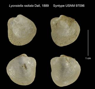 To NMNH Extant Collection (Lyonsiella radiata Syntype USNM 97096)