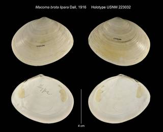 To NMNH Extant Collection (Macoma brota lipara Holotype USNM 223032)