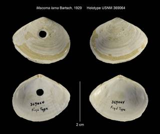 To NMNH Extant Collection (Macoma lama Holotype USNM 369064)