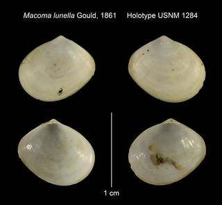 To NMNH Extant Collection (Macoma lunella Holotype USNM 1284)