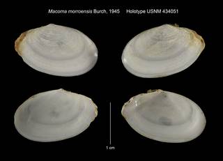 To NMNH Extant Collection (Macoma morroensis Holotype USNM 434051)
