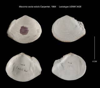 To NMNH Extant Collection (Macoma secta edulis Lectotype USNM 3426)