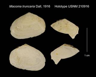 To NMNH Extant Collection (Macoma truncaria Holotype USNM 210916)