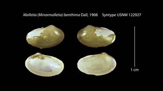 To NMNH Extant Collection (Malletia (Minormalletia) benthima Syntype USNM 122927)