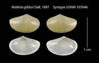 To NMNH Extant Collection (Malletia gibbsii Syntype USNM 107646)