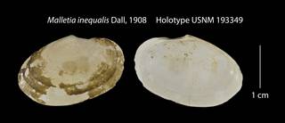 To NMNH Extant Collection (Malletia inequalis Holotype USNM 193349)