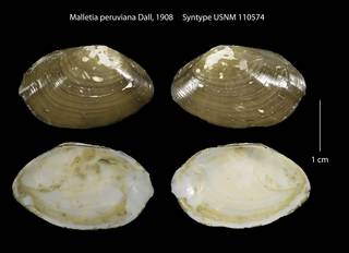To NMNH Extant Collection (Malletia peruviana Syntype USNM 110574)