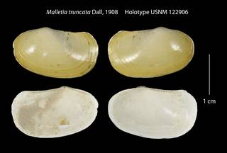 To NMNH Extant Collection (Malletia truncata Holotype USNM 122906)