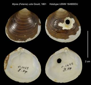 To NMNH Extant Collection (Mysia (Felania) usta Holotype USNM 1649 00DU)