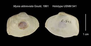 To NMNH Extant Collection (Mysia abbreviata Holotype USNM 541)