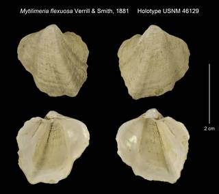 To NMNH Extant Collection (Mytilimeria flexuosa Holotype USNM 46129)
