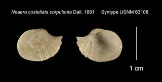 To NMNH Extant Collection (Neaera costellata corpulenta Syntype USNM 63108)