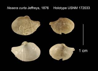 To NMNH Extant Collection (Neaera curta Holotype USNM 172033)