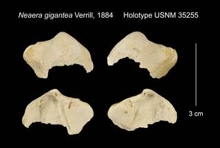 To NMNH Extant Collection (Neaera gigantea Holotype USNM 35255)