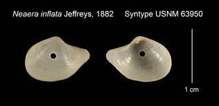 To NMNH Extant Collection (Neaera inflata Syntype USNM 63950)