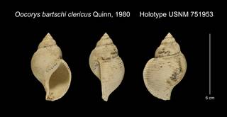 To NMNH Extant Collection (Oocorys bartschi clericus Holotype USNM 751953)
