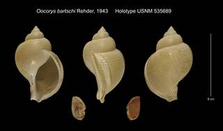 To NMNH Extant Collection (Oocorys bartschi Holotype USNM 535689)