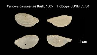 To NMNH Extant Collection (Pandora carolinensis Holotype USNM 35701)