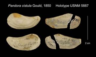 To NMNH Extant Collection (Pandora cistula Holotype USNM 5887)