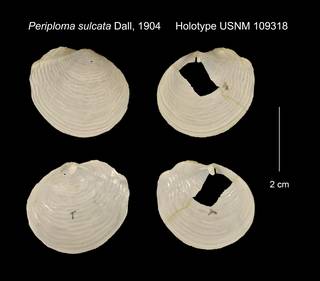 To NMNH Extant Collection (Periploma sulcata Holotype USNM 109318)