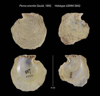 To NMNH Extant Collection (Perna eremita Holotype USNM 5942)