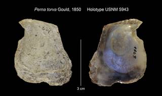 To NMNH Extant Collection (Perna torva Holotype USNM 5943)