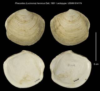 To NMNH Extant Collection (Phacoides (Lucinoma) heroicus USNM 614174)