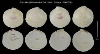 To NMNH Extant Collection (Phacoides (Miltha) xantusi Syntype USNM 5383)