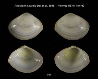 To NMNH Extant Collection (Pinguitellina nucella Holotype USNM 484199)