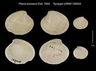 To NMNH Extant Collection (Pitaria tomeana Syntype USNM 109224)