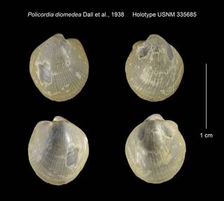 To NMNH Extant Collection (Policordia diomedea Holotype USNM 335685)