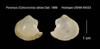 To NMNH Extant Collection (Poromya (Cetoconcha) albida Holotype USNM 64033)