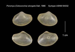 To NMNH Extant Collection (Poromya (Cetoconcha) elongata Syntype USNM 64032)