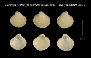 To NMNH Extant Collection (Poromya (Cetomya) microdonta Syntype USNM 93376)