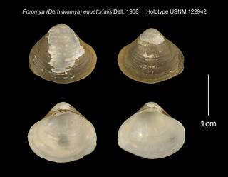 To NMNH Extant Collection (Poromya (Dermatomya) equatorialis Holotype USNM 122942)