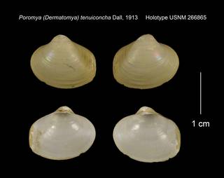 To NMNH Extant Collection (Poromya (Dermatomya) tenuiconcha Holotype USNM 266865)