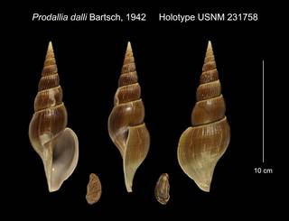 To NMNH Extant Collection (Prodallia dalli Holotype USNM 231758)