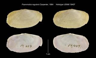 To NMNH Extant Collection (Psammobia regularis Holotype USNM 19407)
