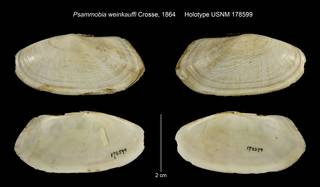 To NMNH Extant Collection (Psammobia weinkauffi Holotype USNM 178599)
