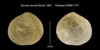 To NMNH Extant Collection (Semele alveata Holotype USNM 1177)