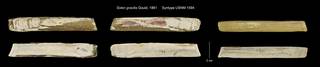 To NMNH Extant Collection (Solen gracilis Syntype USNM 1594)