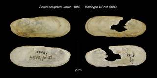 To NMNH Extant Collection (Solen scalprum Holotype USNM 5889)
