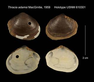 To NMNH Extant Collection (Thracia adamsi Holotype USNM 610301)