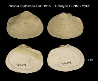To NMNH Extant Collection (Thracia challisiana Holotype USNM 272096)