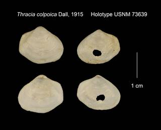 To NMNH Extant Collection (Thracia colpoica Holotype USNM 73639)